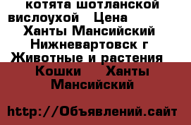 котята шотланской вислоухой › Цена ­ 3 500 - Ханты-Мансийский, Нижневартовск г. Животные и растения » Кошки   . Ханты-Мансийский